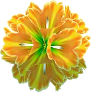 SMG-BanandelionOrange