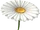 Gänseblümchen-Schirm