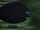BigBlackBoo.jpeg