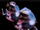 Hog.png