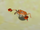 Crabber.png