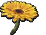Flower Glider