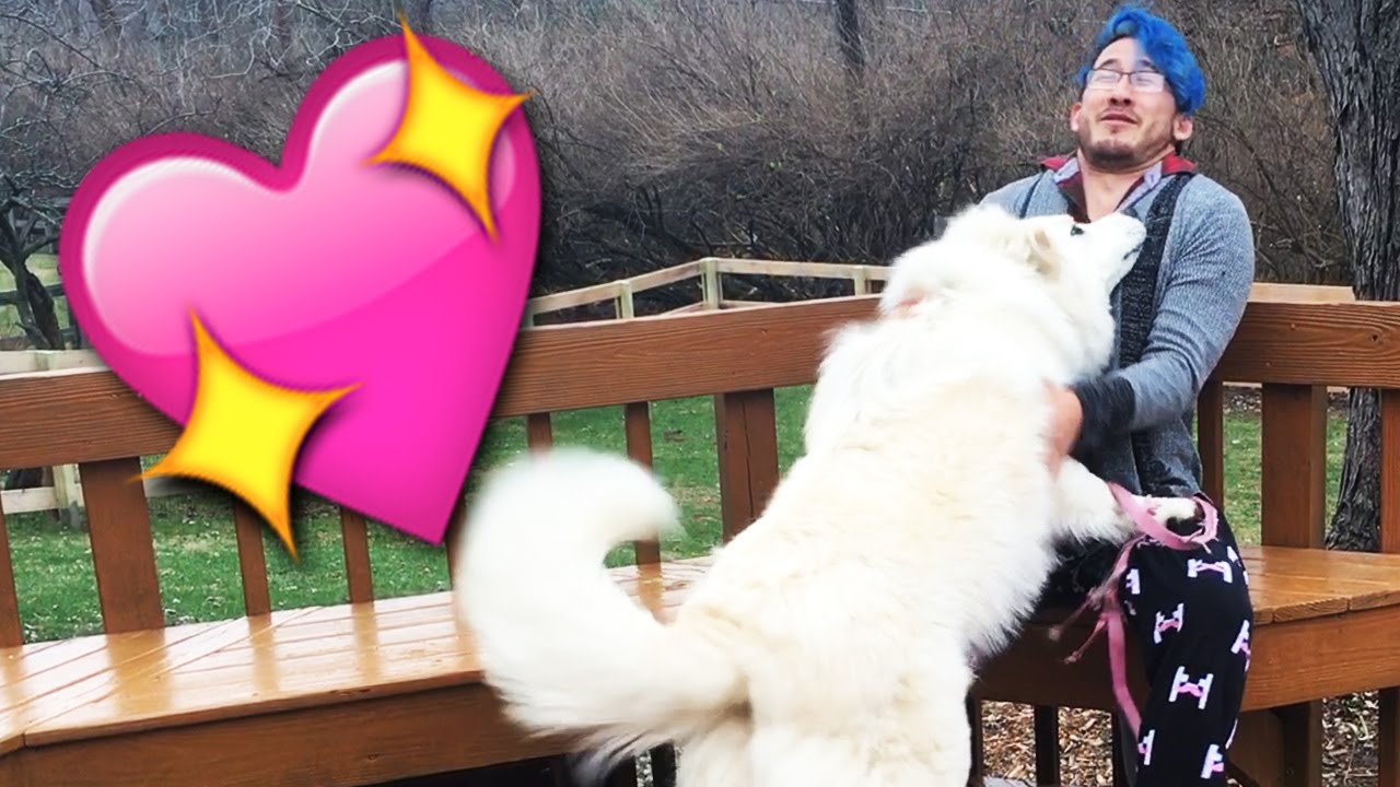 Markiplier lucy dog cheap