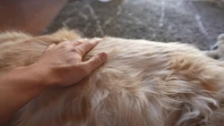 Big slow pets