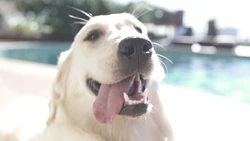 Puppy in SLOW MOTION!!