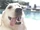 Puppy in SLOW MOTION!!