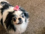 Prisoned (RIP Charlie - You Were Always a Good Boy!)