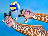 Giraffes Volleyball Championship 2016 (episode)