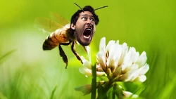 Beecome the bee th