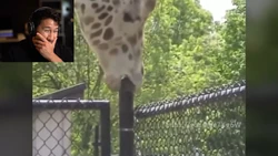 TryNotToLaughChallenge18SS