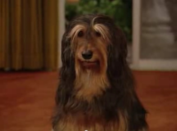 Married with children dog breed store