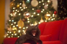 Tumblr lwkxs0bmsF1qhoqawo1 1280