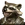 Rocket Raccoon portrait