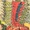 Crimson Centipede (Earth-One)