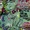 Shade, the Changing Man Vol 2 9