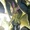 Ace (Earth-22)