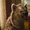 Bruce the Hyena (DC Extended Universe)