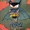 Bat-Mite (New Earth)