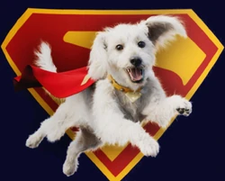 Krypto DCU Superman