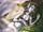 ElfQuest The Discovery Vol 1 1 Textless.jpg