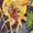 Katydid (New Earth)
