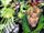 Green Lantern Vol 3 150 Textless.jpg