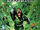 War of the Green Lanterns Aftermath Vol 1 1 Variant.jpg
