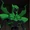 B'arzz O'oomm (Earth-16)