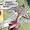 Elastic Crook (Earth-One)