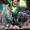 Alan Scott (Earth 2)