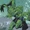 Lagoon Boy (New Earth)
