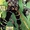 The Ancestor (Wildstorm Universe)