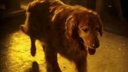 Shelby TV Series Smallville