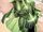 Alan Scott Kingdom Come 002.jpg