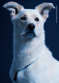 Krypto Arrowverse Earth-9