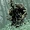 Swamp Thing (New Earth)