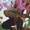 Pan (Wildstorm Universe)