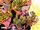 The Swamp Thing Vol 1 13 AAPI Variant.jpg