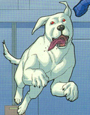 Krypto New Earth Project Cadmus clone