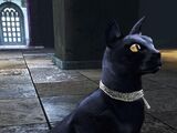 Isis the Cat (DC Universe Online)