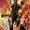 Annabeth Chamberlain (Prime Earth)