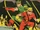 Green Arrow (Earth-Two) 006.jpg