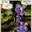 Rostov (Wildstorm Universe)