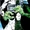 Doc (New Earth)
