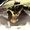 Cassandra Cain (Titans Tomorrow)