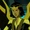 Dawnstar (Trapped In Time)