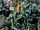 Green Lantern Corps 014.jpg