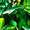 Alan Scott (Earth-22)