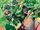 Green Lantern Corps 030.jpeg
