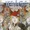 Witchcraft: La Terreur Vol 1 2
